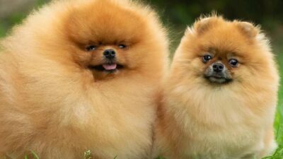 How Much Should a Pomeranian Puppy Weigh