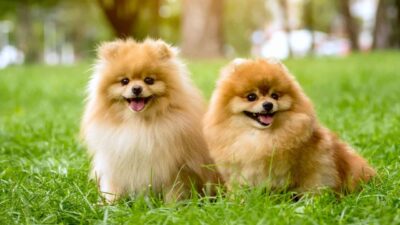Common Misconceptions About Pomeranian Allergies
