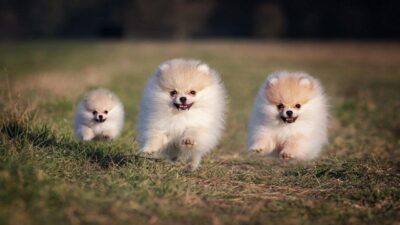 How Often Should You Feed a Pomeranian Puppy