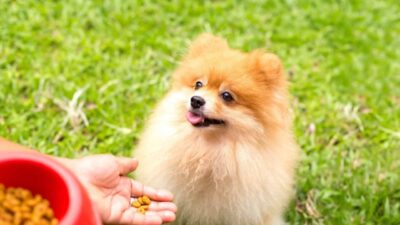 What Makes Pomeranian Puppies Different?