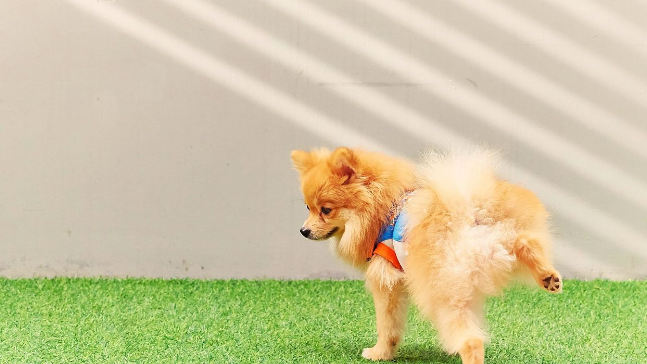 How to Train a Pomeranian Puppy to Pee Outside