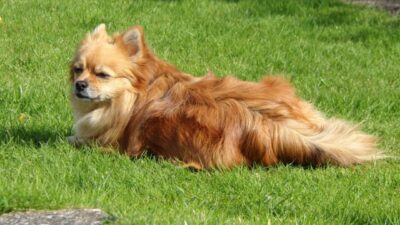 Traveling with Your Pomeranian Yorkie Companion
