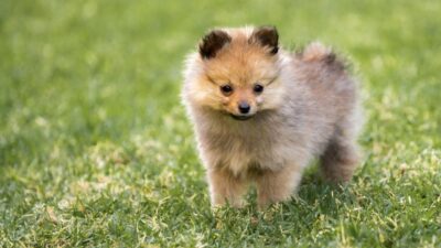 The Playful Personality of Pomeranian Yorkie Mixes