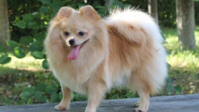 Things to Think About Before Purchasing a Pomeranian Puppy
