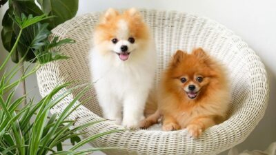 Social Media Groups: Connecting with Pomeranian Breeders