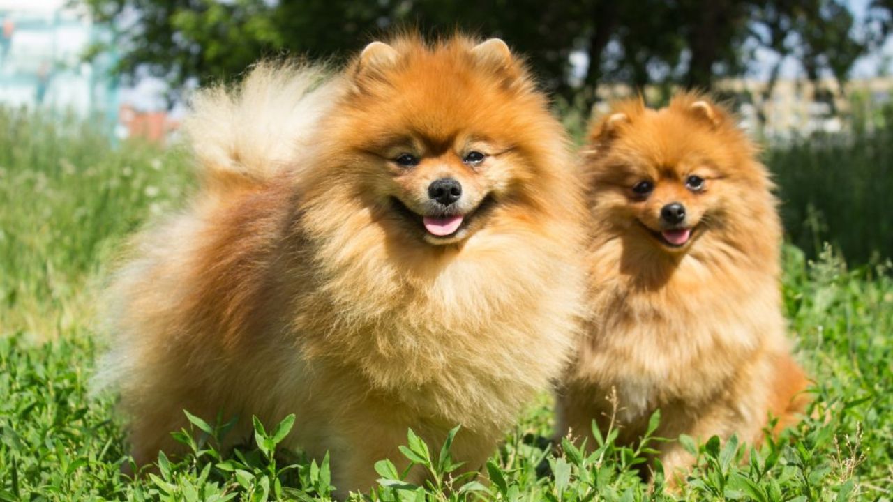 Where Can I Find Pomeranian Puppies