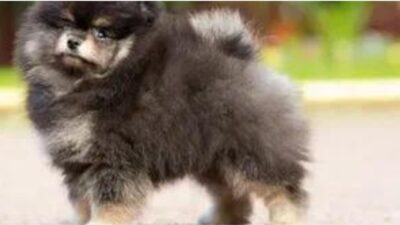 how do I choose a Pomeranian puppy