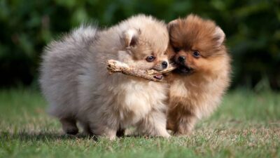 how do i get my Pomeranian puppy to stop biting