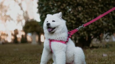 Exploring the Factors Behind White Pomeranian Puppy Costs