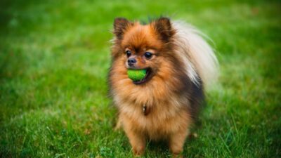 Pomeranian Puppy Physical Characteristics