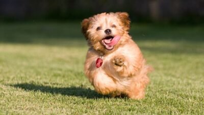 Complete Puppy Training Schedule by Age