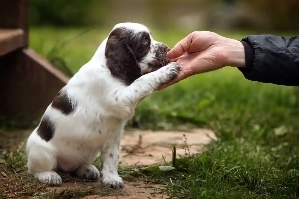 puppy training basics