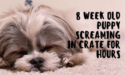 8 Week Old Puppy Screaming in Crate for Hours