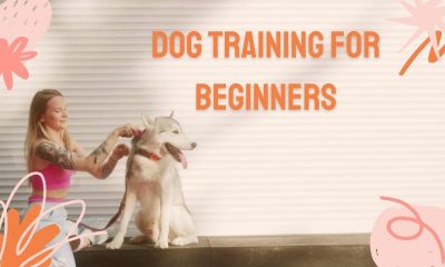 Dog Training for Beginners