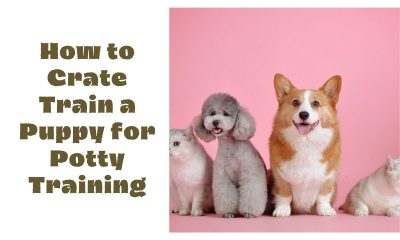 How to Crate Train a Puppy for Potty Training