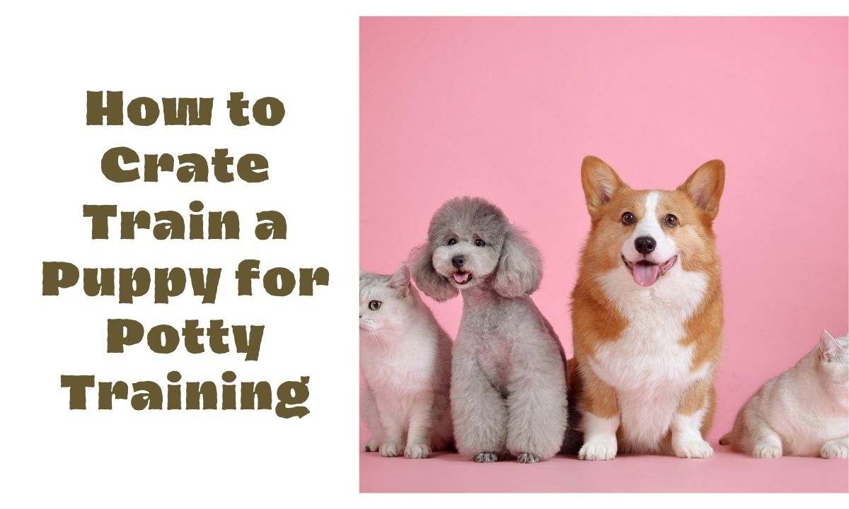 How to Crate Train a Puppy for Potty Training