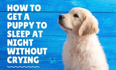 How to Get a Puppy to Sleep at Night Without Crying