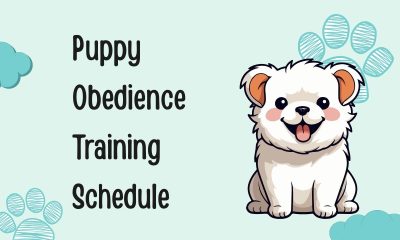 Puppy Obedience Training Schedule