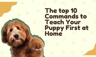 The top 10 Commands to Teach Your Puppy First at Home