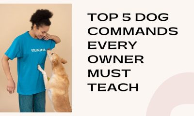 Top 5 Dog Commands Every Owner Must Teach