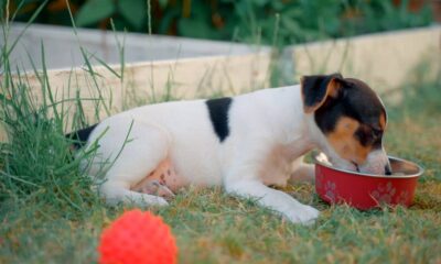 10 Week Old Puppy Behavior and Training Tips