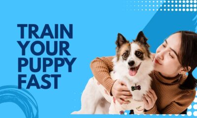 Beginner’s Guide to Puppy Training for New Dog Owners