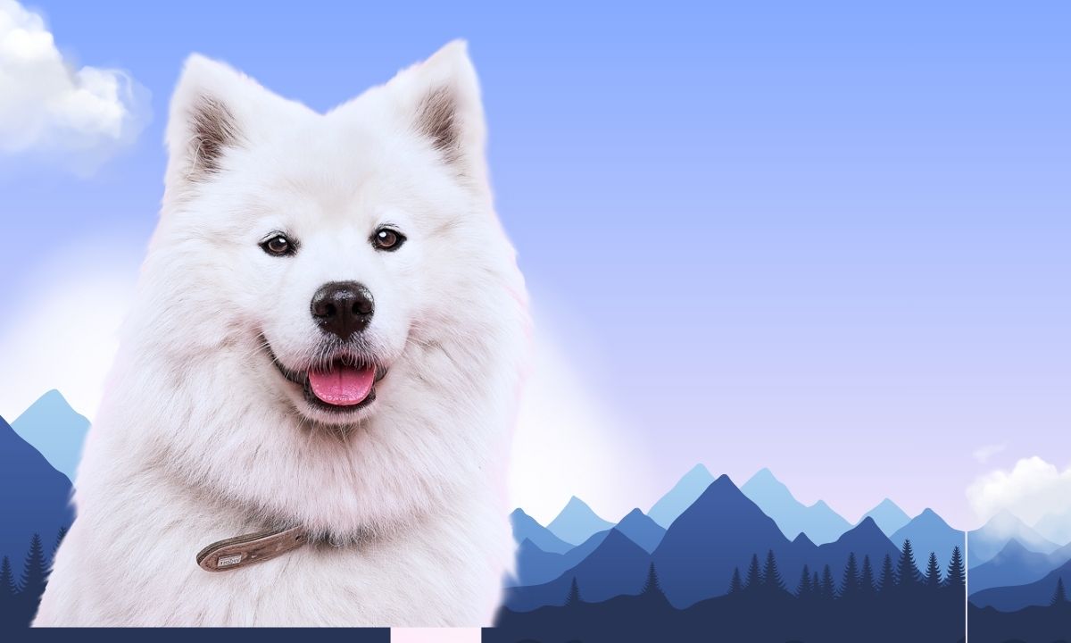 Beginner’s Guide to Puppy Training