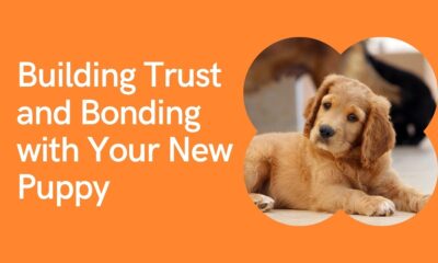 Building Trust and Bonding with Your New Puppy