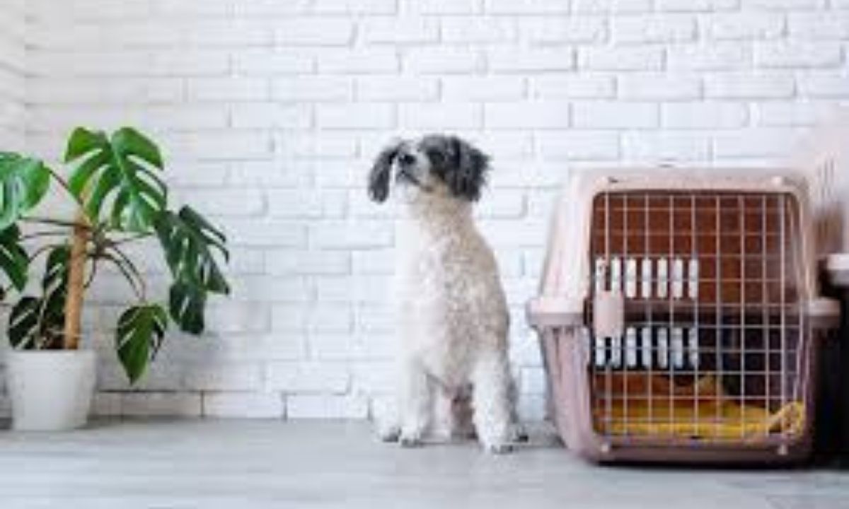 Crate Training a Puppy: Daily Routine for Housebreaking Success