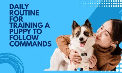 Daily routine for training a puppy to follow commands