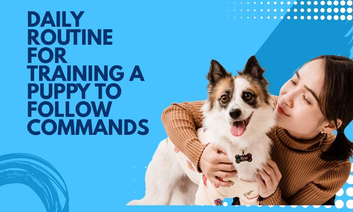 Daily routine for training a puppy to follow commands