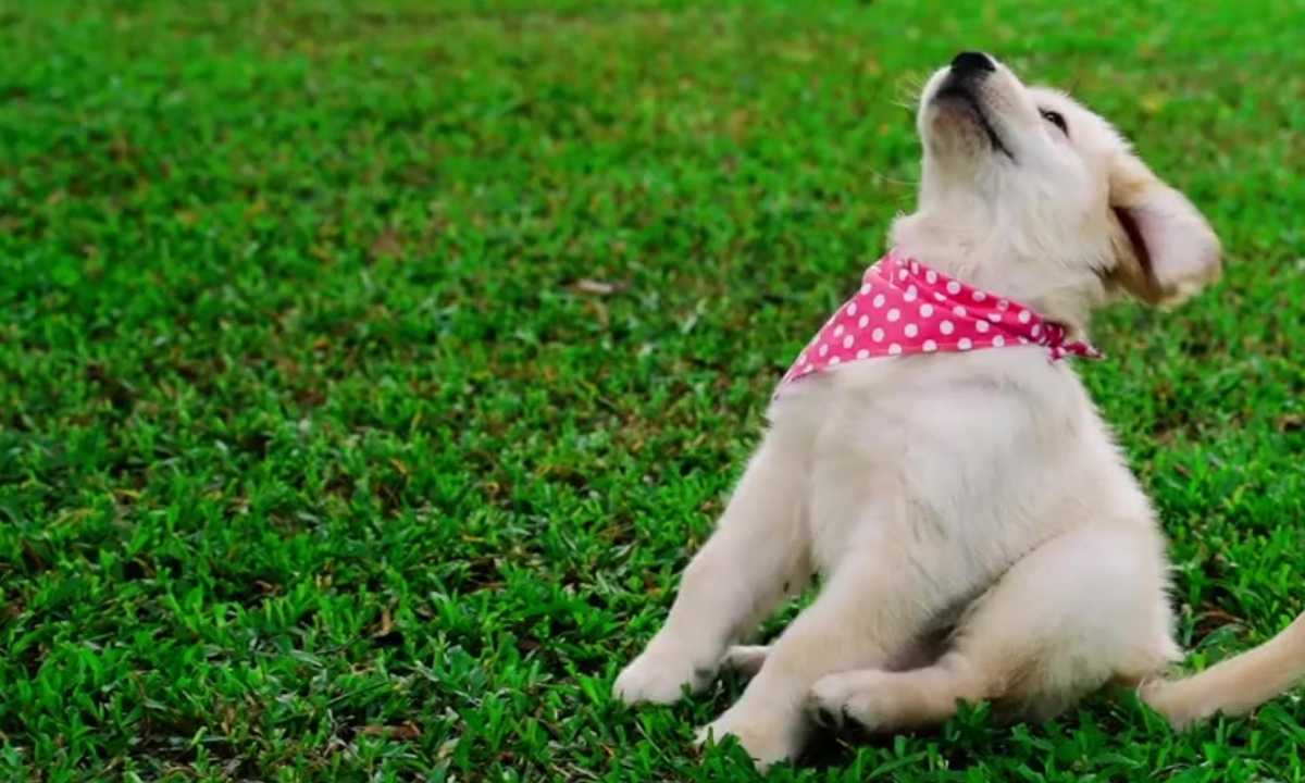 Early Puppy Training Stages