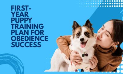 First-Year Puppy Training Plan for Obedience Success