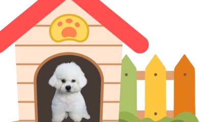 House Training a Puppy in 5 Days