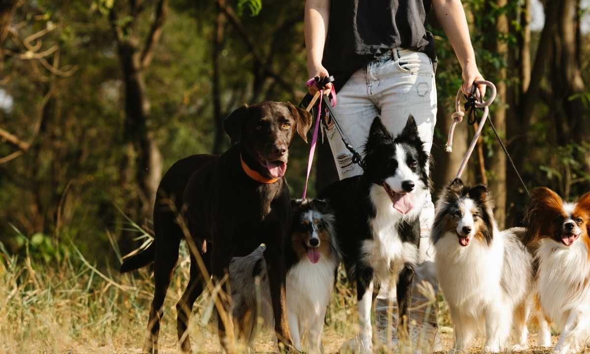 House training a puppy in 5 days