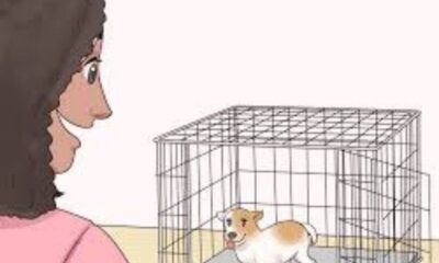 How to Crate Train Your Puppy in 3 Days