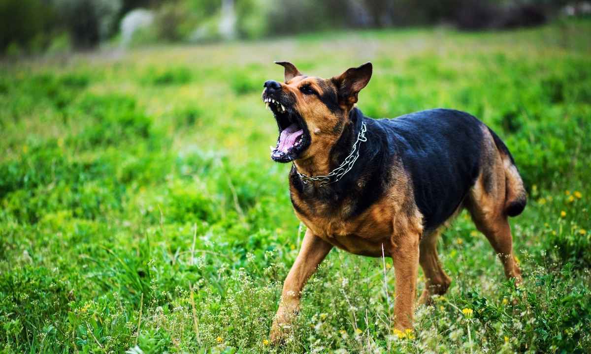 How to Stop Puppy Aggression During Playtime