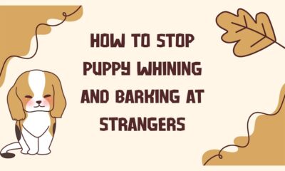 How to Stop Puppy Whining and Barking at Strangers