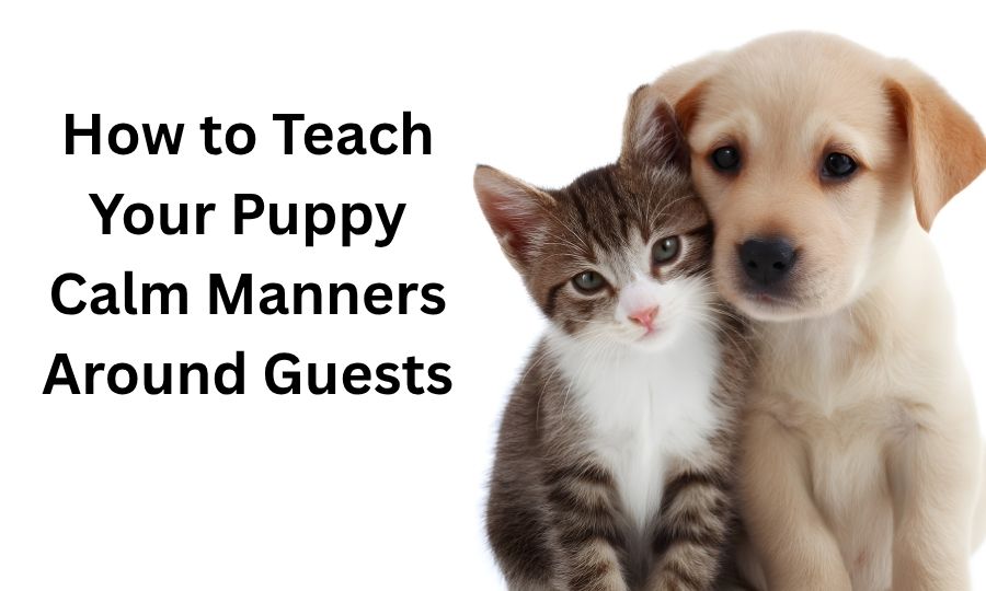 How to Teach Your Puppy Calm Manners Around Guests
