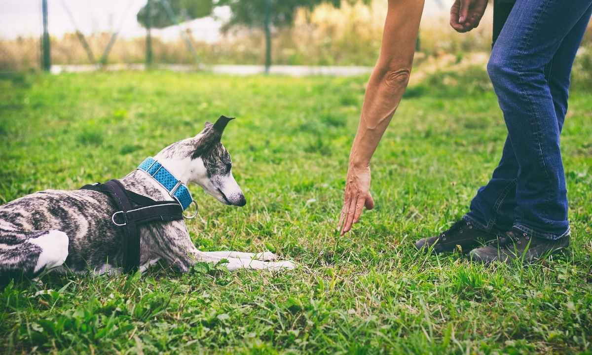 How to Teach a Puppy to sit, Stay, and Lie Down