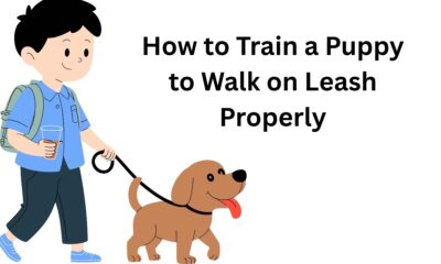 How to Train a Puppy to Walk on Leash Properly