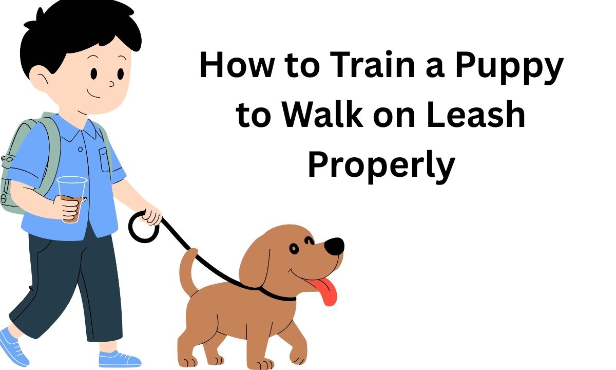 How to Train a Puppy to Walk on Leash Properly