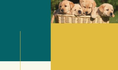 How to socialize and train a young puppy at home