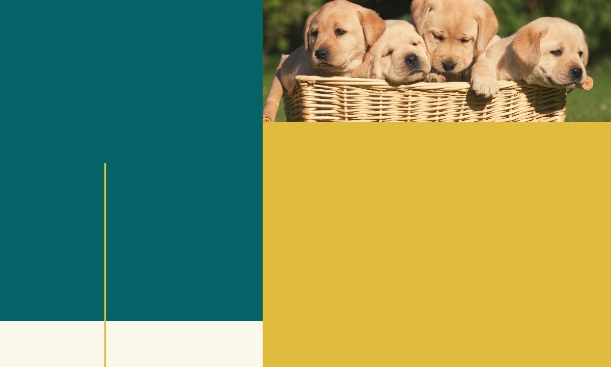 How to socialize and train a young puppy at home