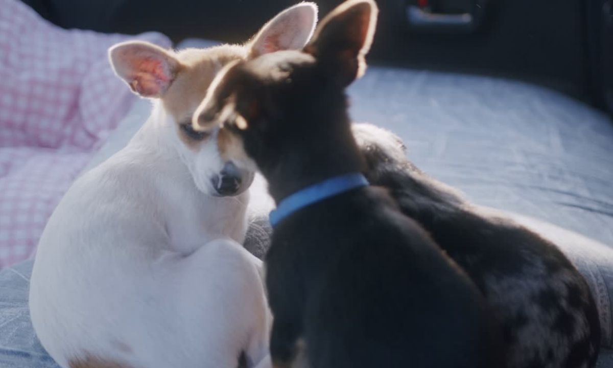 Puppy Separation Anxiety Solutions for Night Time