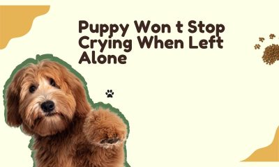 Puppy Won t Stop Crying When Left Alone