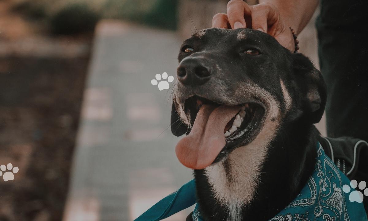 Raising a Well-Behaved Dog Through Daily Training