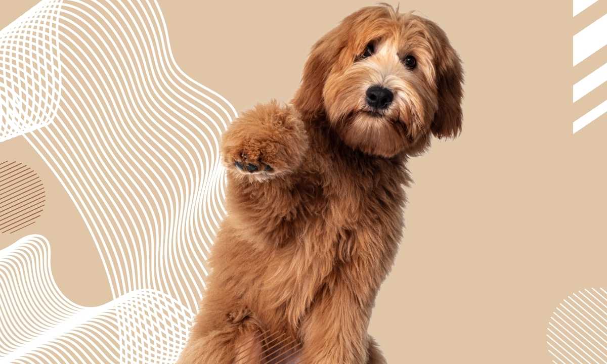 Step-by-Step Puppy Potty Training Guide for New Dog Owners