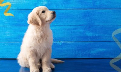 Ultimate Puppy Raising Timeline: From 8 Weeks to a Polite Adult Dog
