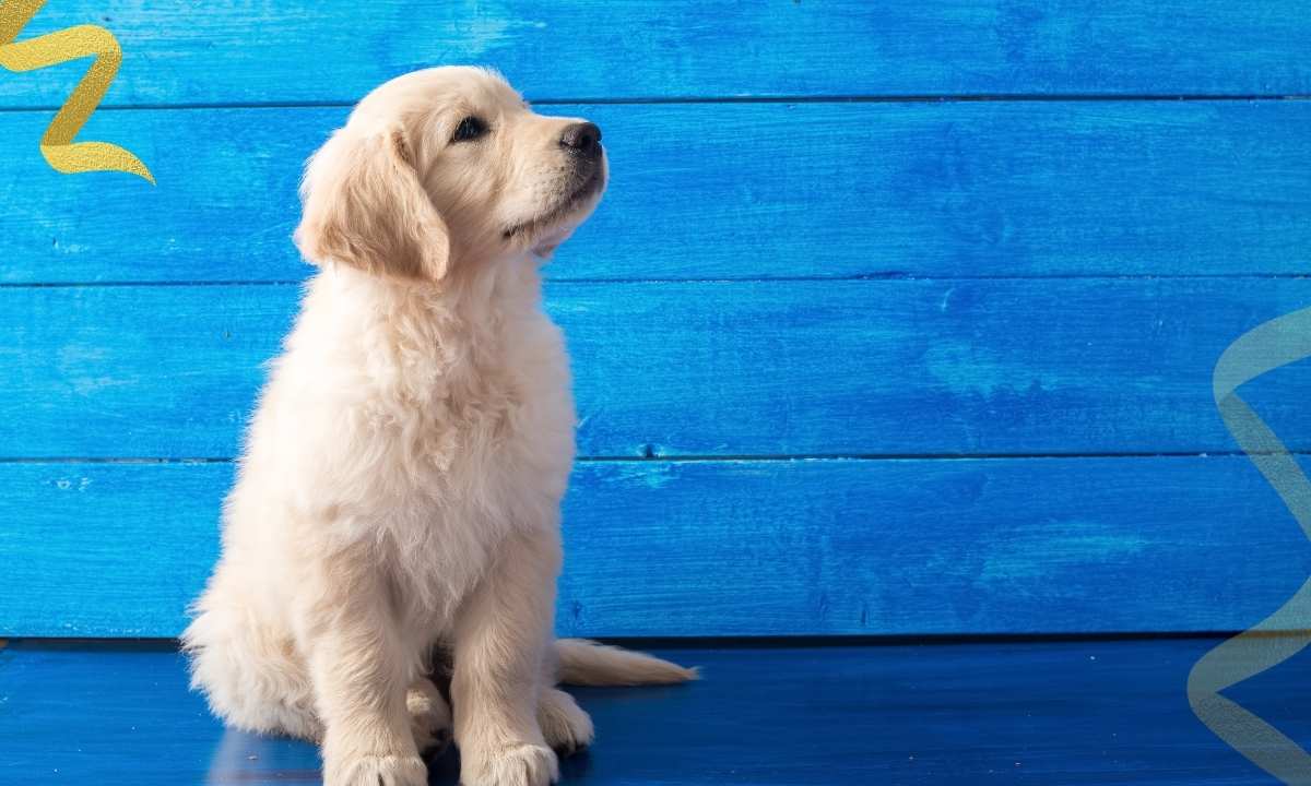 Ultimate Puppy Raising Timeline: From 8 Weeks to a Polite Adult Dog